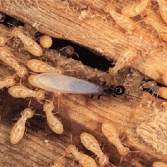 Termites-in-wood - House Doctor Exterminating