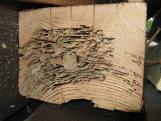 termite-beam-damage