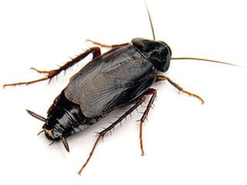 Oriental Cockroach 1024x768 