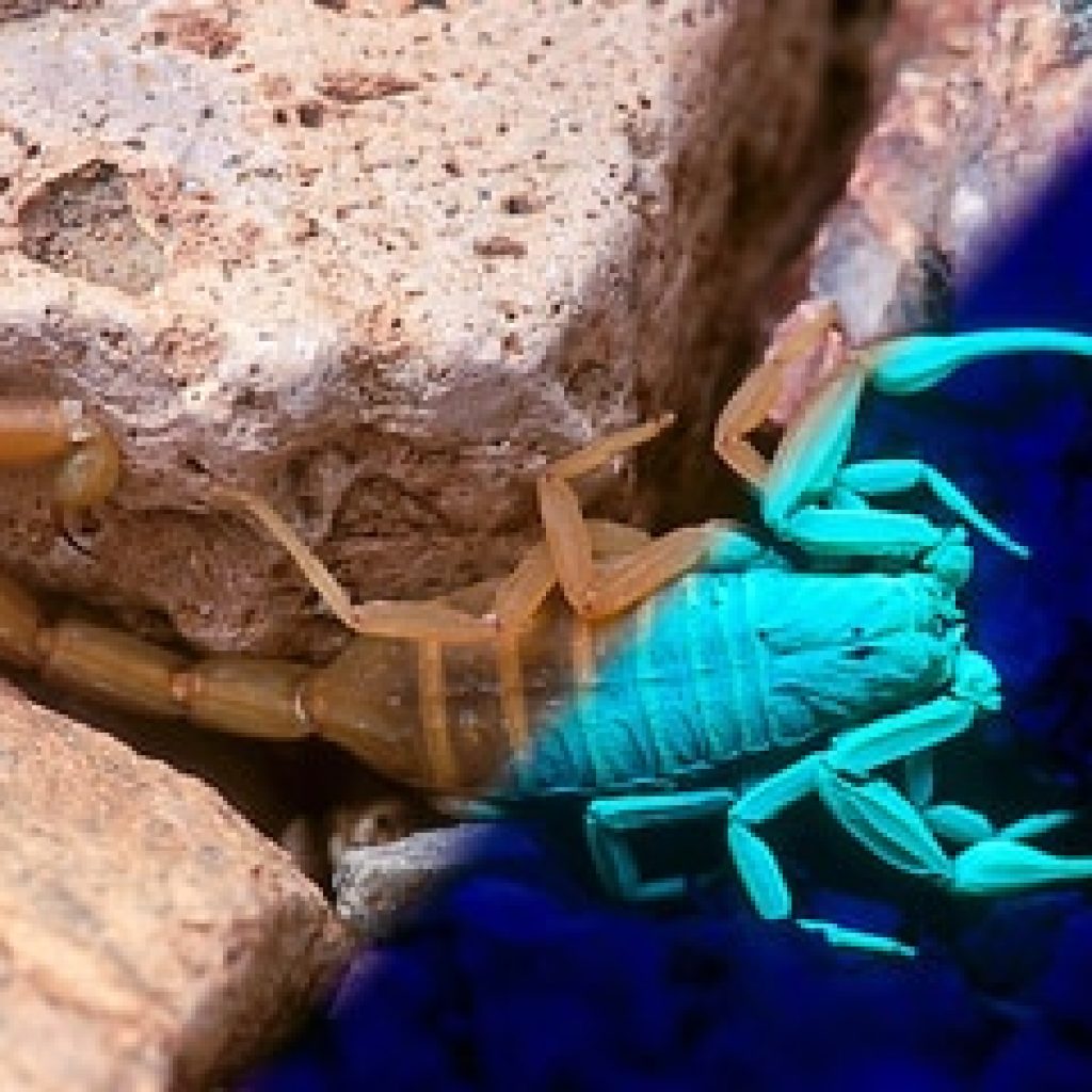 scorpion with black light