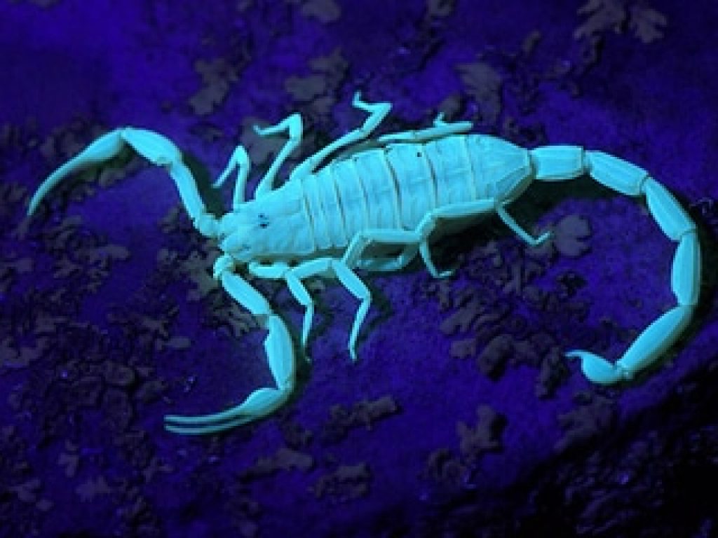 Scorpions Under Black Light