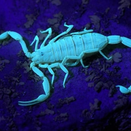 scorpions under black light