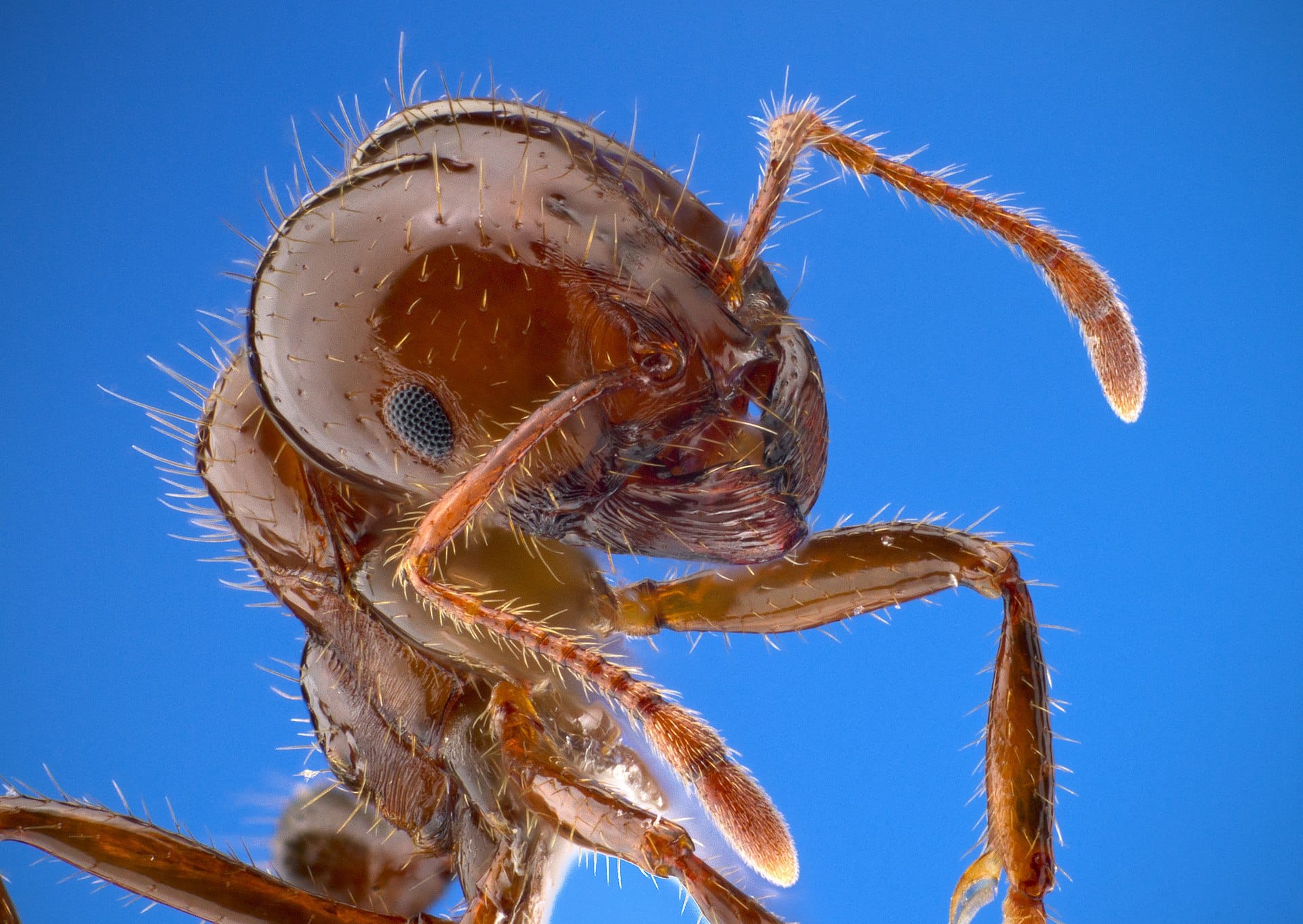 The Many Varieties Of Arizona Ants