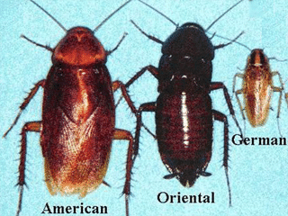 cockroach types