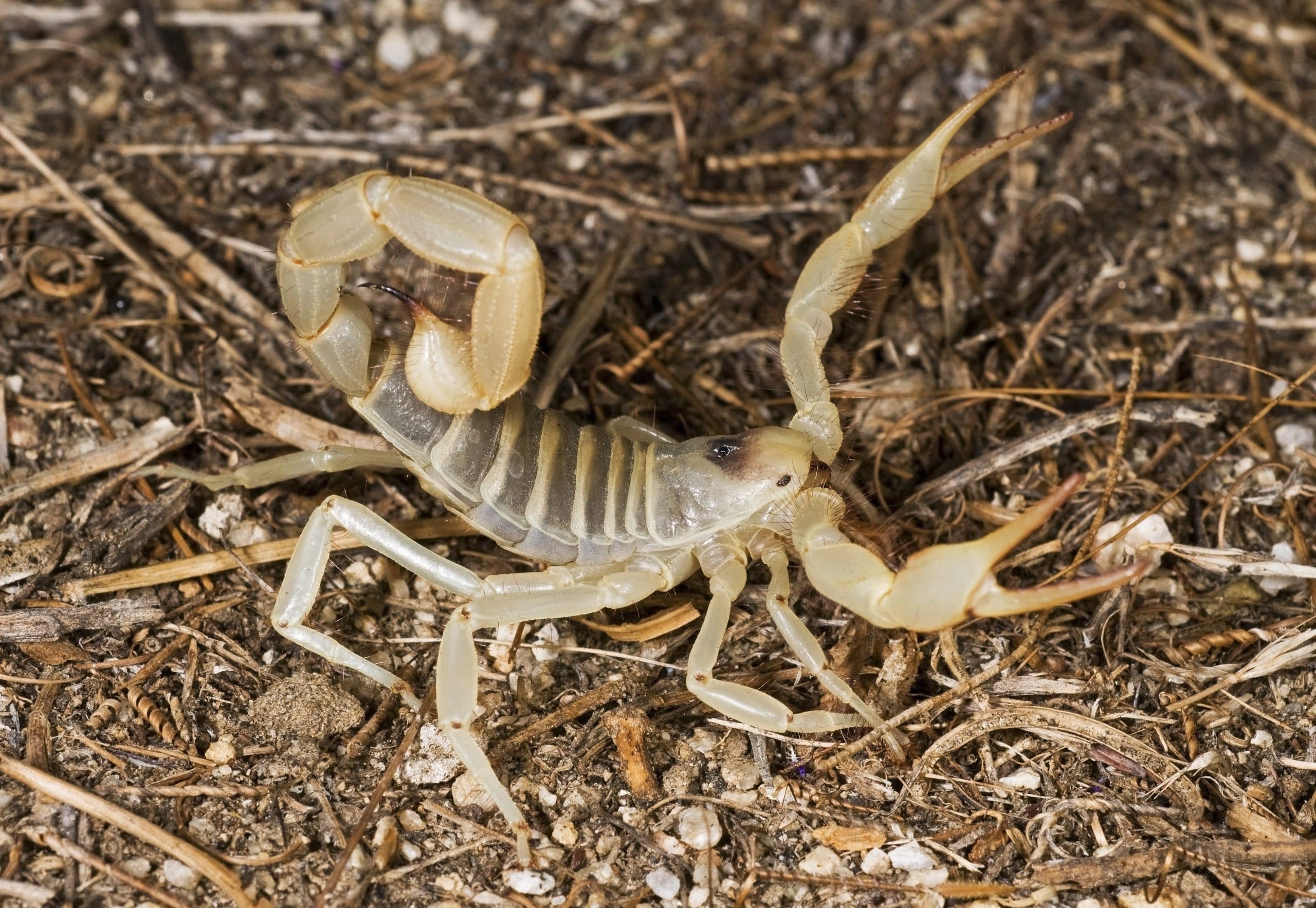 giant hairy scorpions scaled