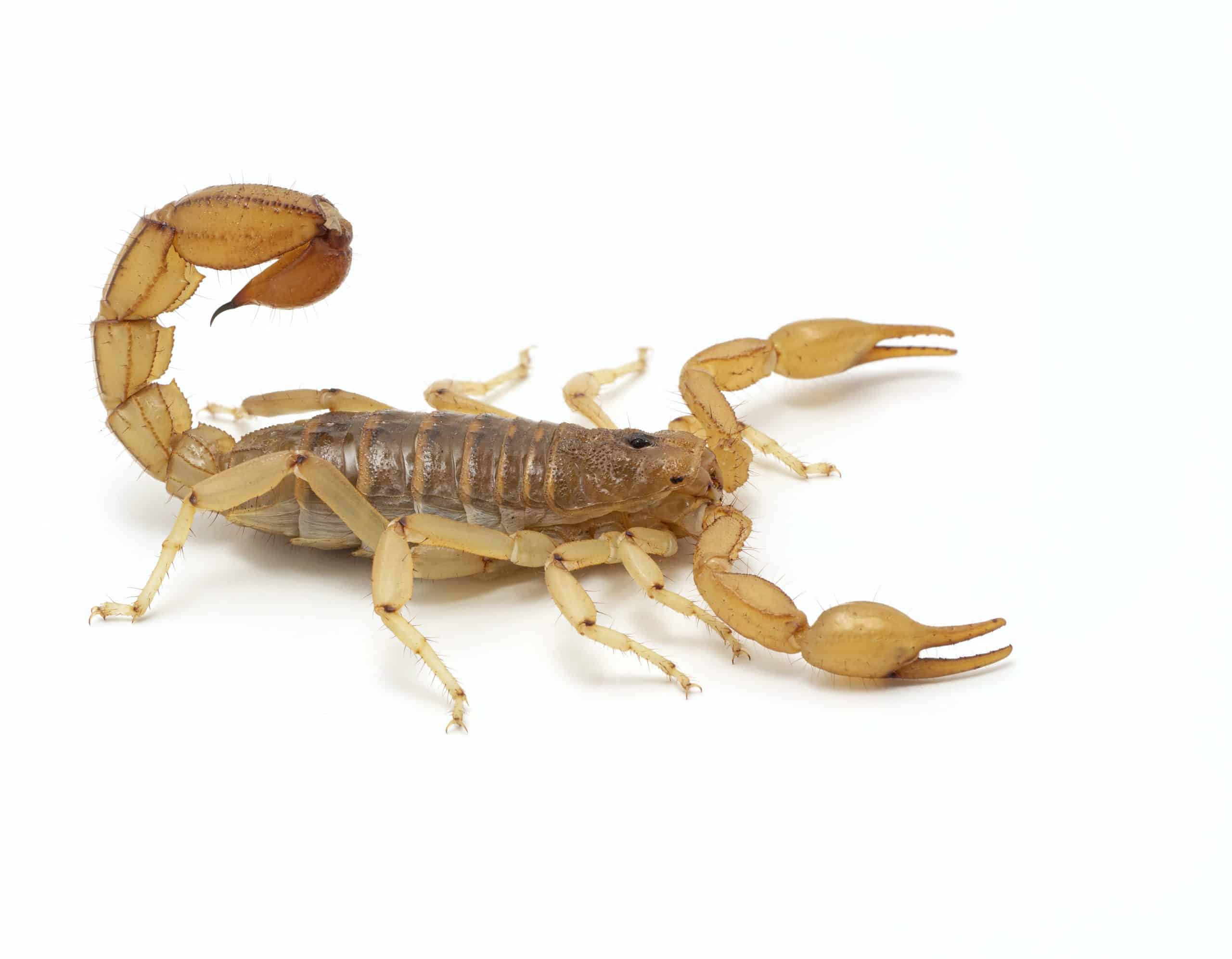 striped tail scorpions scaled