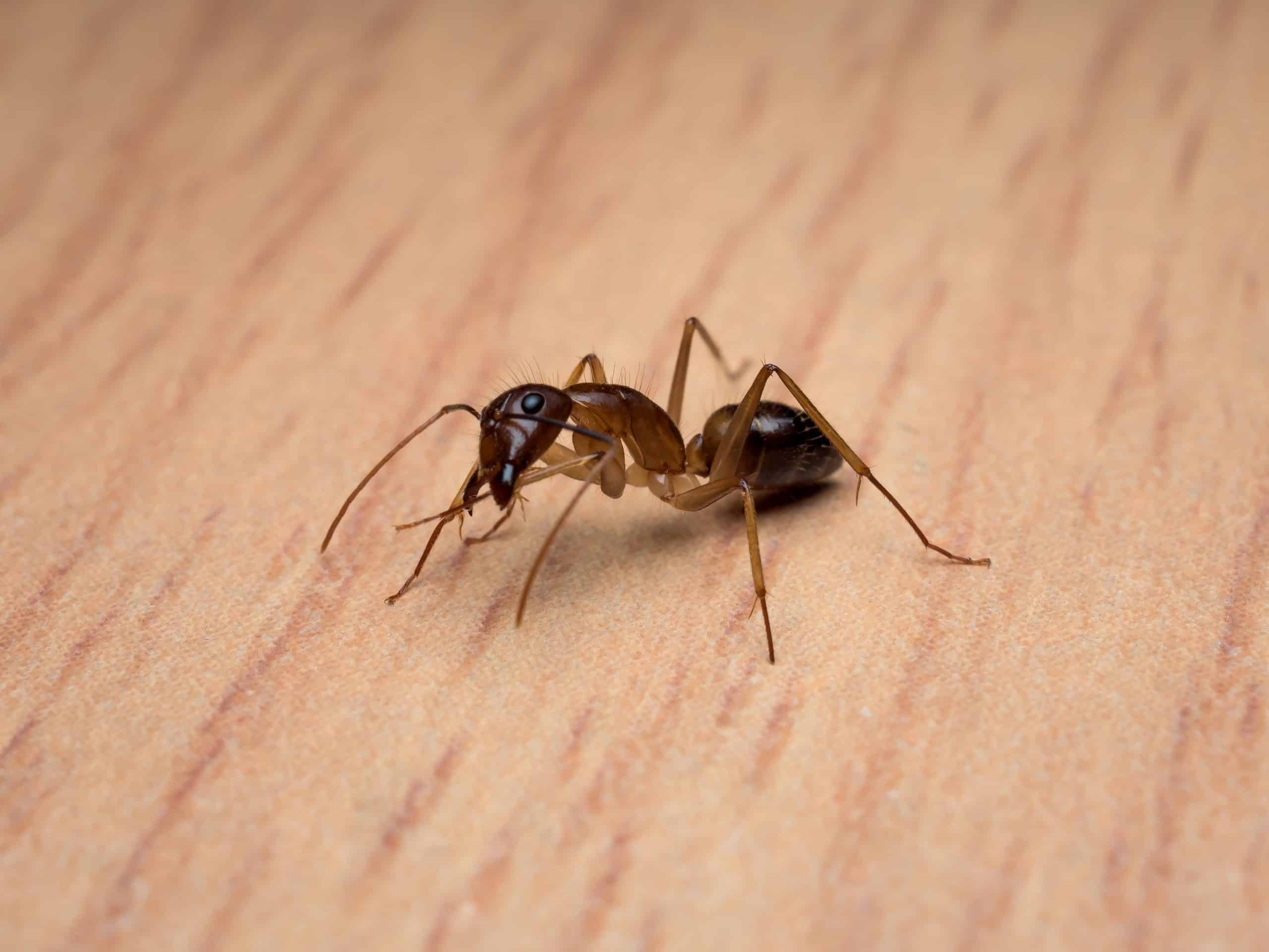 carpenter ant scaled