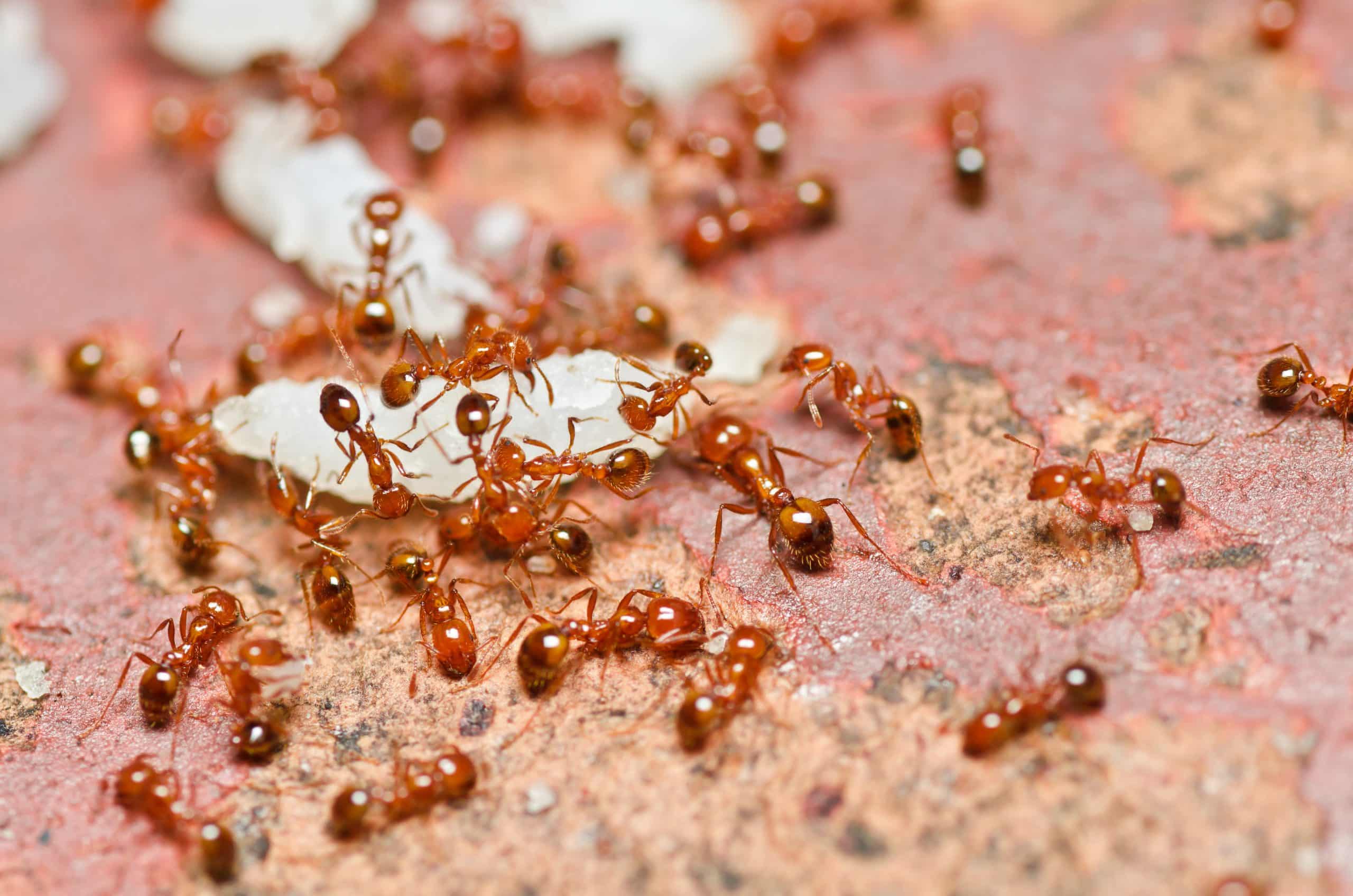 Ants in Arizona