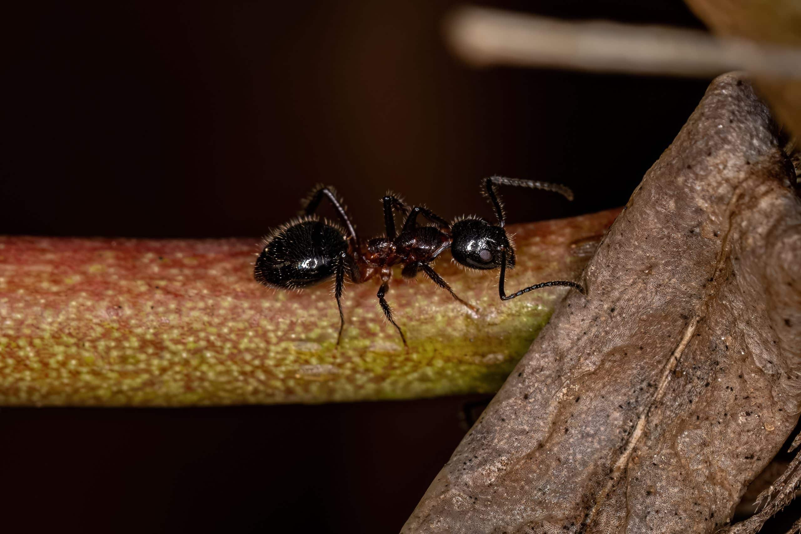 Ants in Arizona