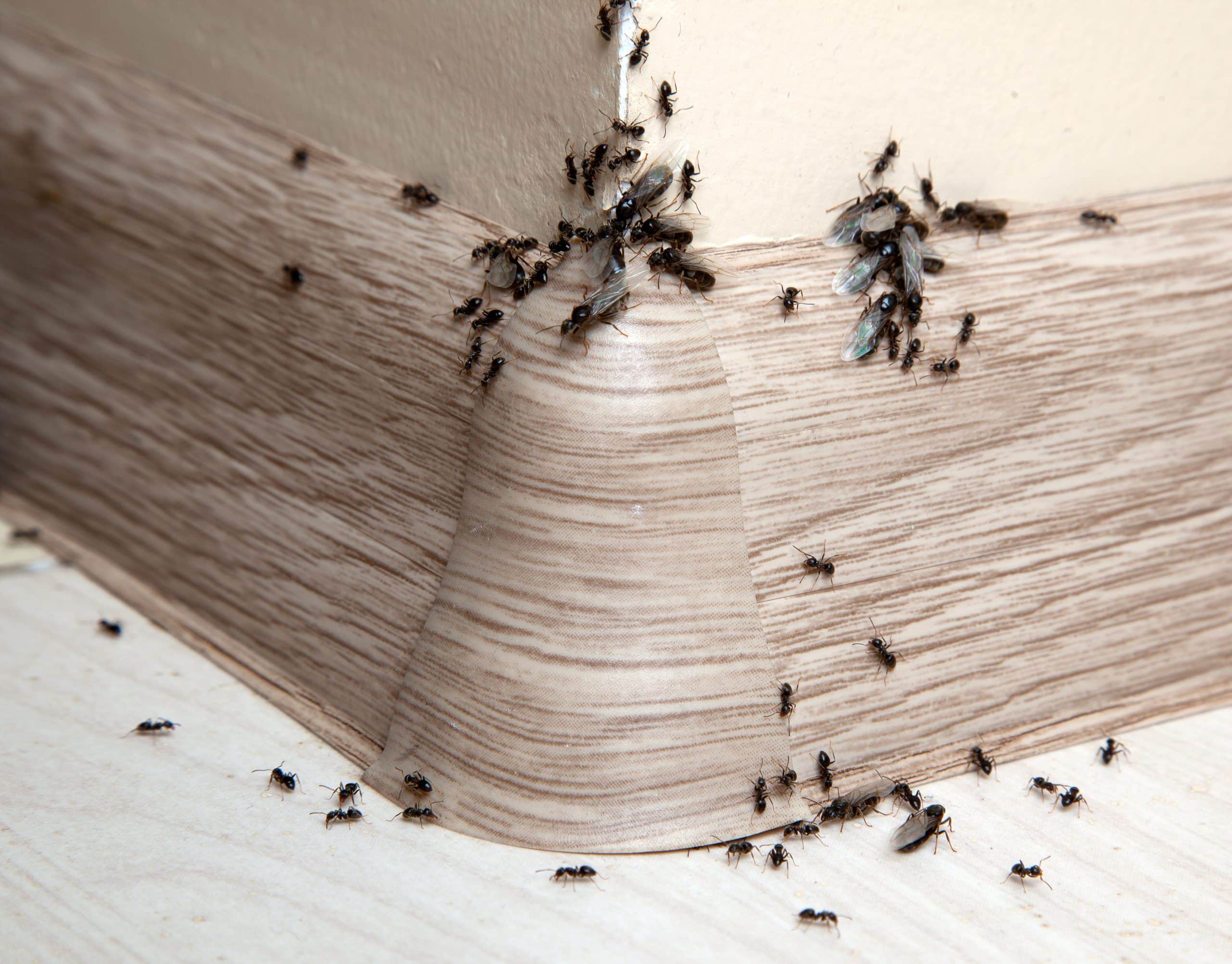 ants in arizona