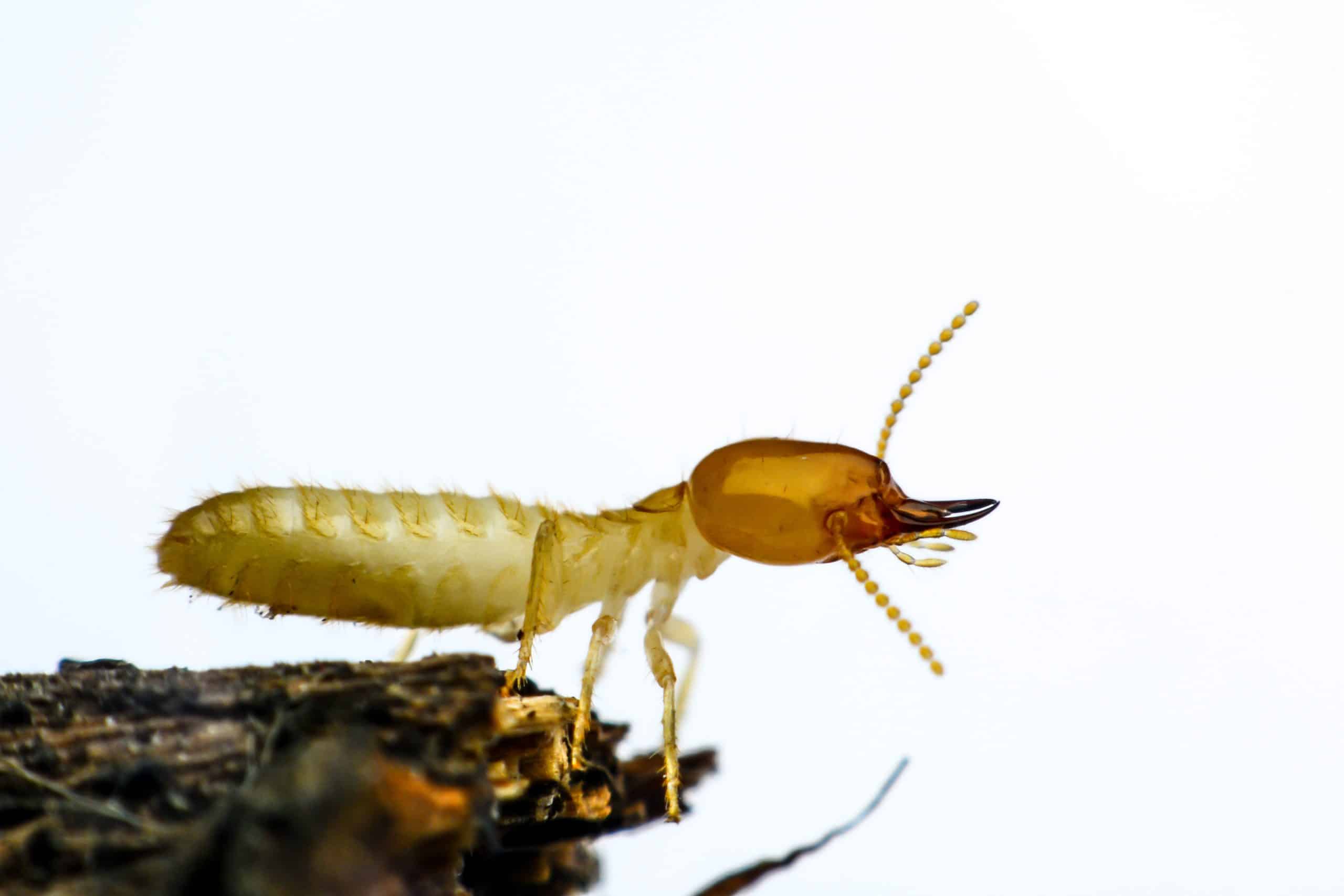 Termites in arizona