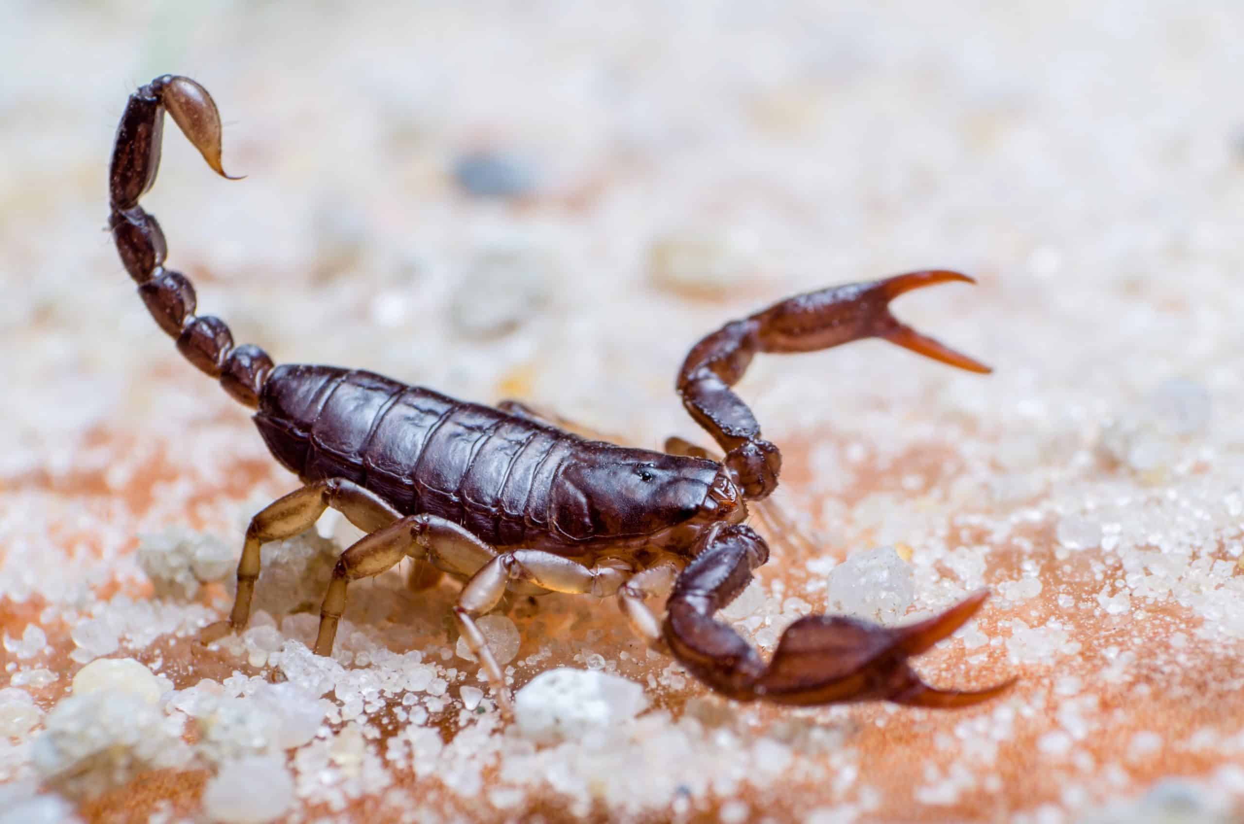 arizona scorpion in desert