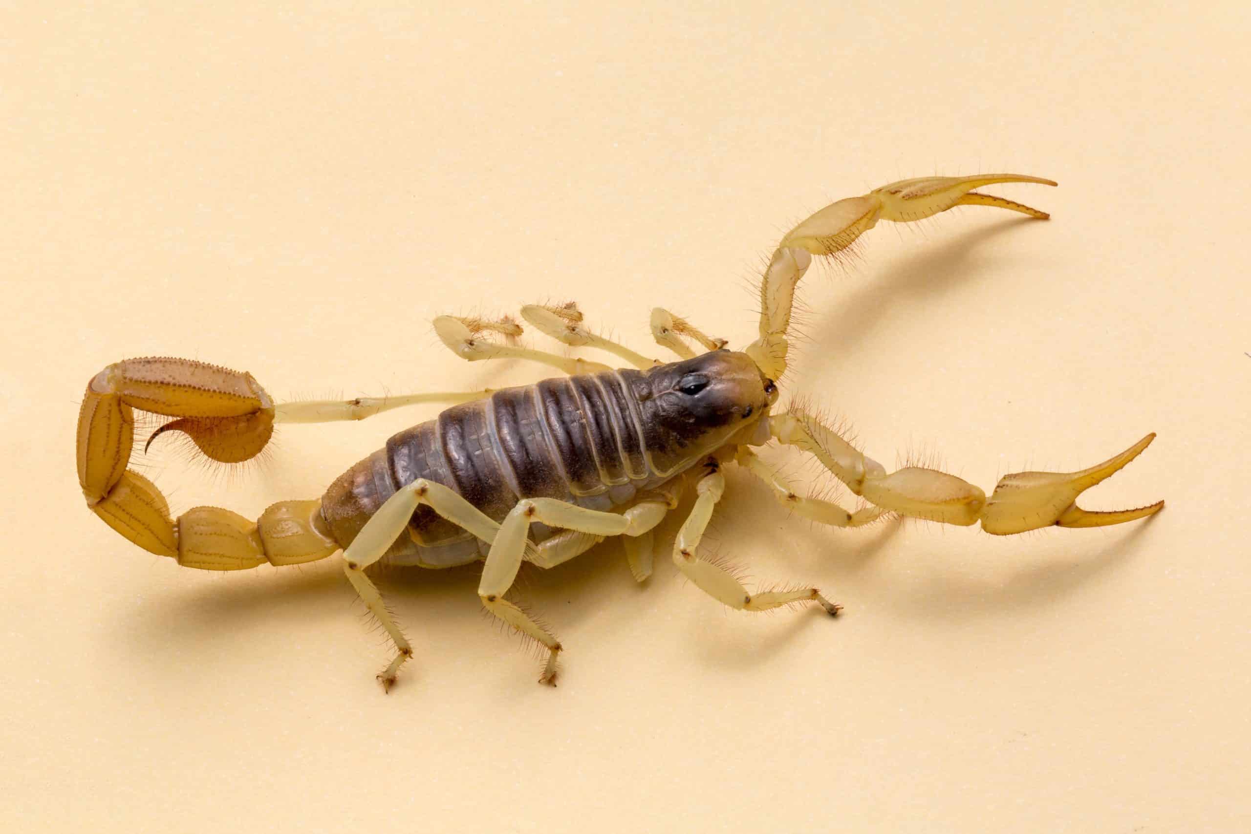 arizona scorpion