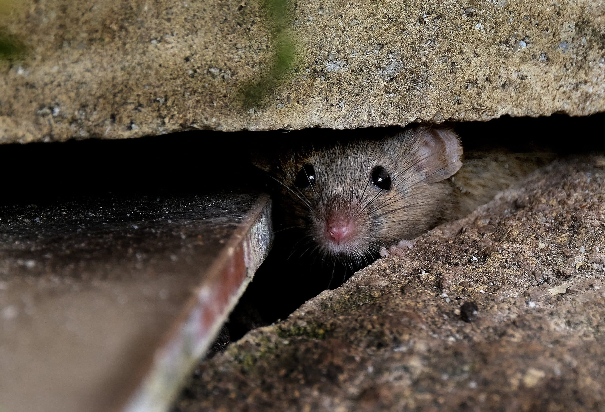 rodent hiding in phoenix home