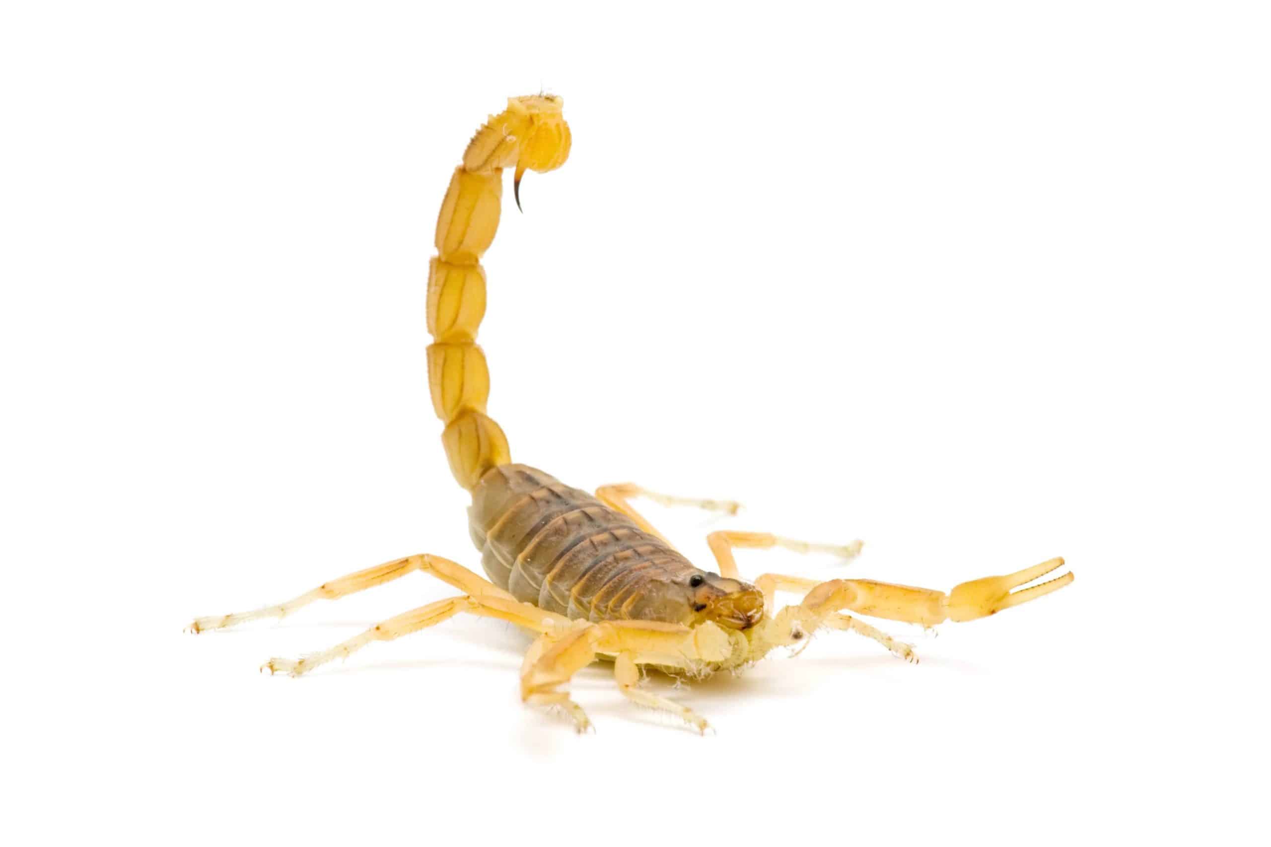 scorpion with tail raised