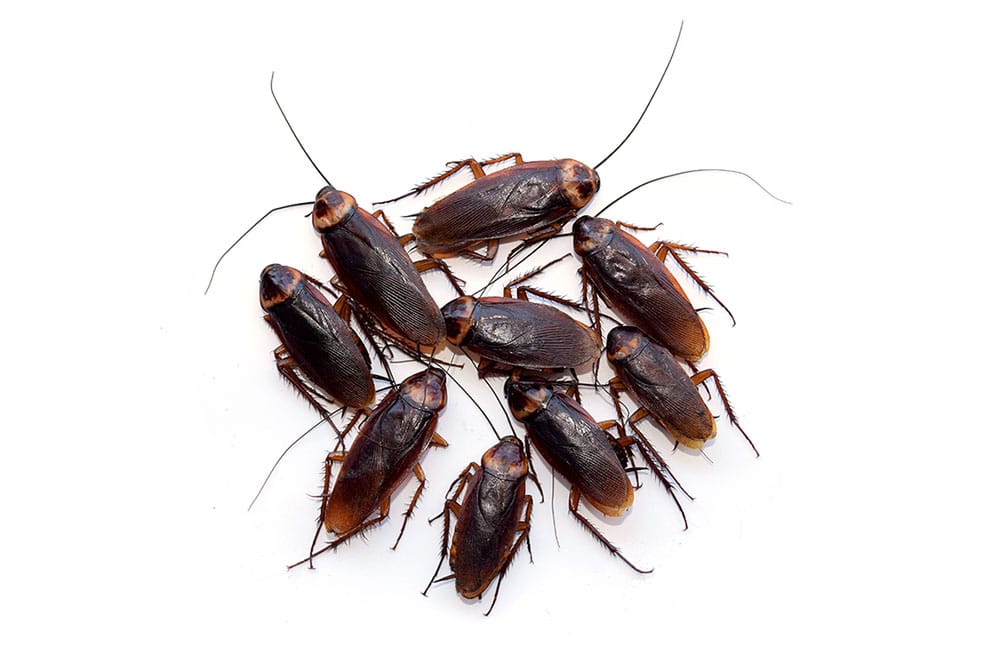 roaches