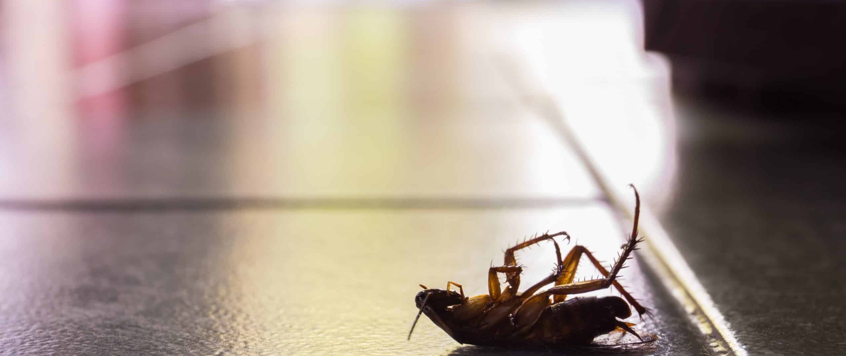 Arizona Pests Archives House Doctor Exterminating